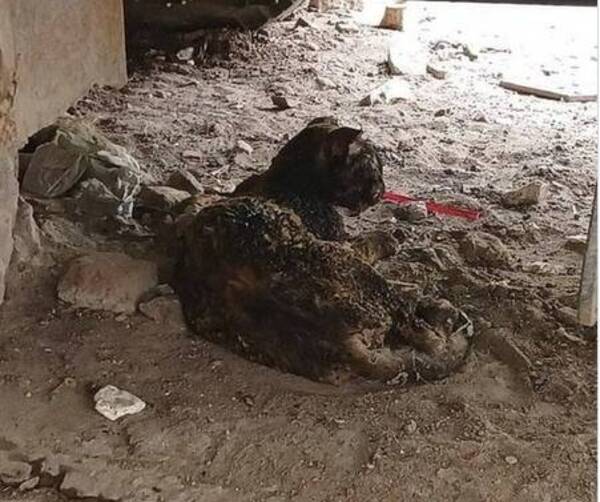 ¡Ma'ena! Piden ayuda para michis que quedaron mal por el incendio en Sajonia