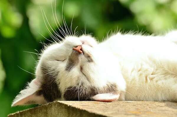 Mascotas: ¿Sabías que los gatos pueden sufrir cáncer de piel? - Mascotas - ABC Color