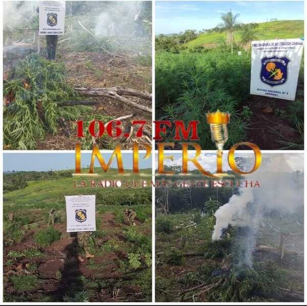 Antinarcóticos intervino en dos establecimientos rurales - Radio Imperio 106.7 FM