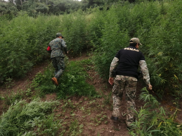 Despliegan operativo contra estructuras del narcotráfico en Amambay - Oasis FM 94.3