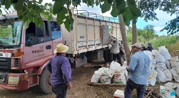 Indert apoya venta de 100 mil kilos de mandioca de Cordillera