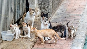 ¿Superpoblación de michis? Veterinario recuerda la importancia de castrar y cuidar a los gatos - Megacadena - Diario Digital