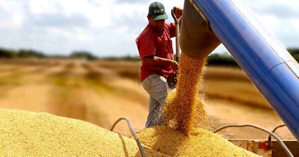 La Nación / Precios de la soja cayeron 20 % a raíz de mejora en la cosecha de argentina