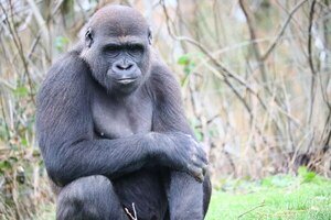 Estudio explica por qué los humanos y los grandes simios no tienen cola