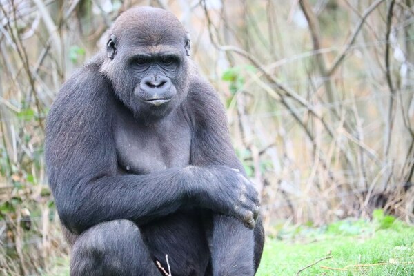 Estudio explica por qué los humanos y los grandes simios no tienen cola