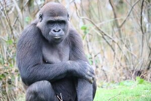 Estudio explica por qué los humanos y los grandes simios no tienen cola