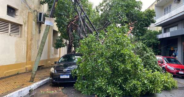 La Nación / Temporal con ráfagas de viento en el microcentro causa caída de árboles