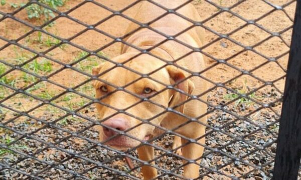 Bienestar animal interviene en el caso de un jagua’i que vivía atado las 24 horas