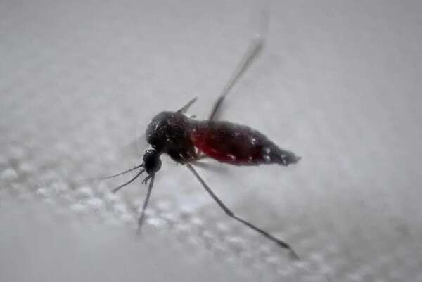Gobierno de Perú confirma emergencia sanitaria en 20 regiones por aumento de casos dengue - Mundo - ABC Color