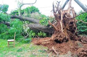 Vientos de 100 km/h dejó más de 100 árboles caídos en Luque •