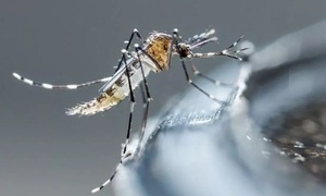 Dengue; puntos a tener en cuenta | Telefuturo