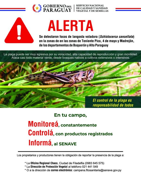 Senave alerta aparición de langostas en el Chaco - .::Agencia IP::.