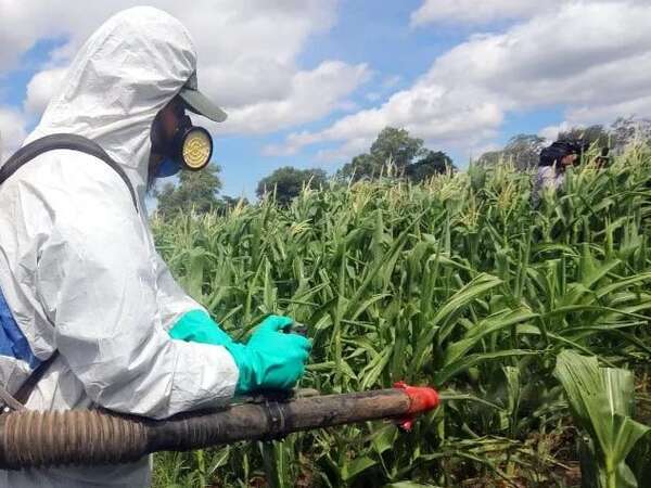 Chaco: Senave alerta aparición de langostas en la zona de Tte. Pico - Noticias del Chaco - ABC Color