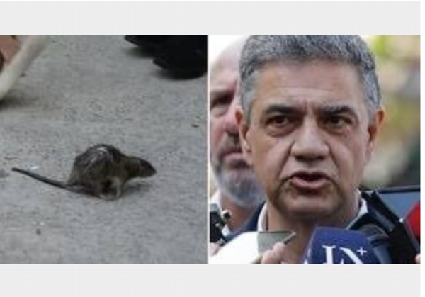 (VIDEO). Una rata causó pánico en una conferencia de Jorge Macri “asha”
