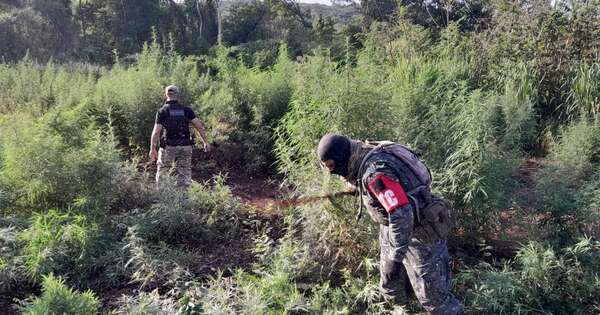 La Nación / Amambay: despliegue de fuerzas eliminó 90 toneladas de marihuana