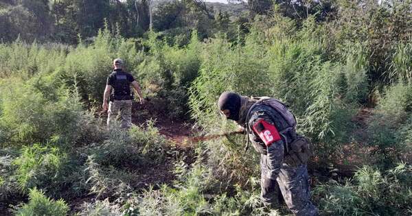 Diario HOY | Eliminan 90 toneladas de marihuana en Amambay