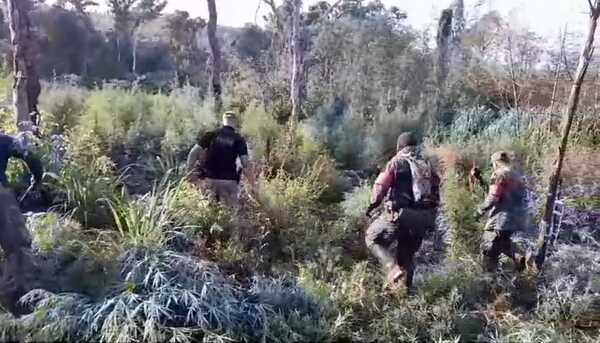 Operación CUT-segundan fase 2024: despliegue de fuerzas en Amambay eliminaron 90 toneladas de marihuana - Oasis FM 94.3