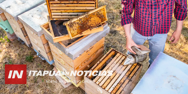 EN MARZO ENTREGARÁN CAJAS DE ABEJAS A PRODUCTORES APÍCOLAS - Itapúa Noticias