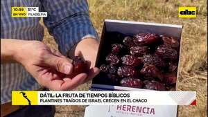 Dátil, una “fruta bíblica” que crece en el árido Chaco paraguayo - ABC Noticias - ABC Color