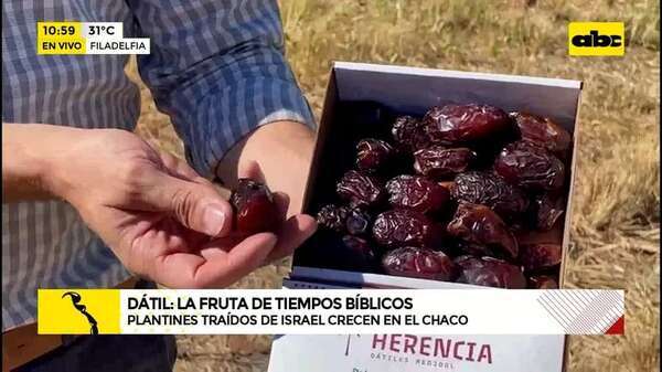 Dátil, una “fruta bíblica” que crece en el árido Chaco paraguayo - ABC Noticias - ABC Color
