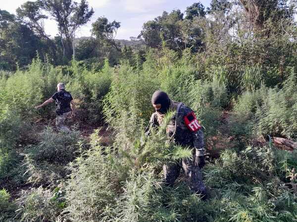 Operativo conjunto en Amambay elimina 90 toneladas de marihuana - trece