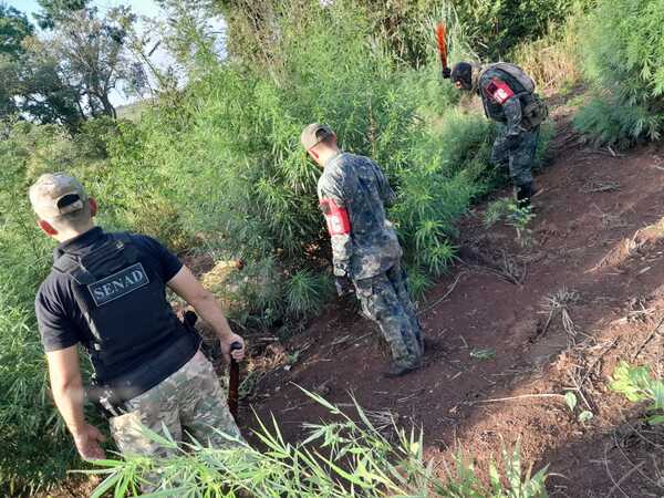 Amambay : Operación CUT ataca el narcotráfico y desmantela redes criminales - Unicanal