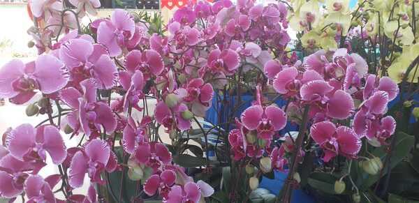 Inició la «Feria de Orquídeas – Día de los Enamorados»