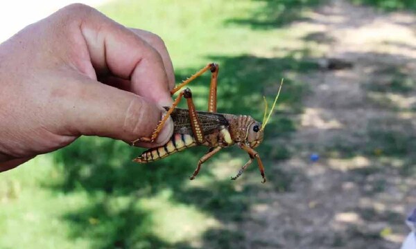 Senave alerta sobre aparición de focos de langosta voladora en el Chaco – Prensa 5