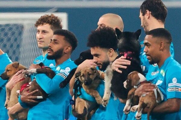 El aplaudido gesto del Zenit: saltan al campo con perros para fomentar su adopción