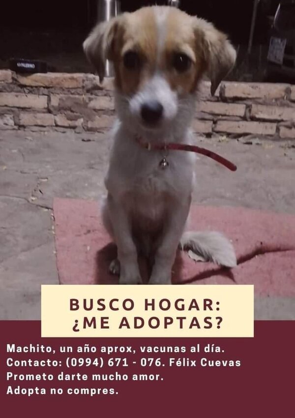 Busco un hogar