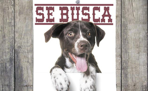 10 pasos a seguir si tu mascota se pierde