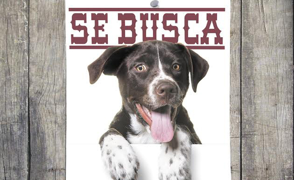 10 pasos a seguir si tu mascota se pierde