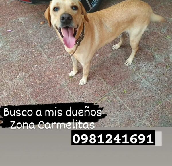 Busco a mis dueños