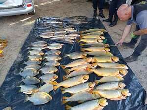 Ñeembucú: decomisan 400 kilos de pescados que no contaban con las medidas reglamentarias - Policiales - ABC Color