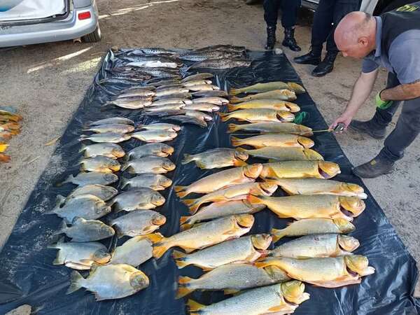 Ñeembucú: decomisan 400 kilos de pescados que no contaban con las medidas reglamentarias - Policiales - ABC Color