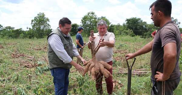 La Nación / Productores colocan 100 t de mandioca
