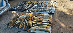 Incautaron 400 kilos de pescado en importante operativo del MADES