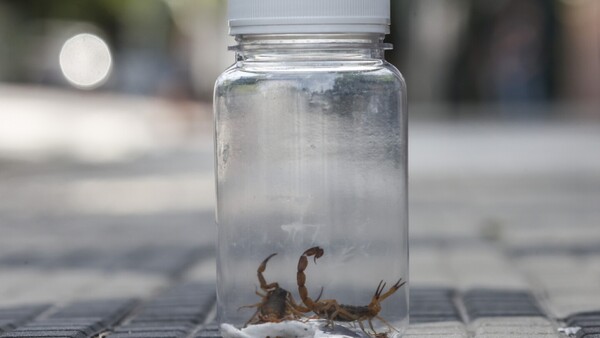 Ataques de escorpión aumentan en São Paulo por el cambio climático