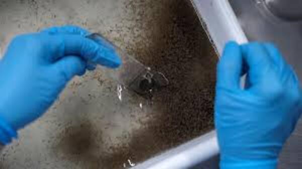 Río de Janeiro recurre a mosquitos infectados para combatir el dengue | 1000 Noticias