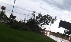 Temporal deja árboles caídos y cables sueltos