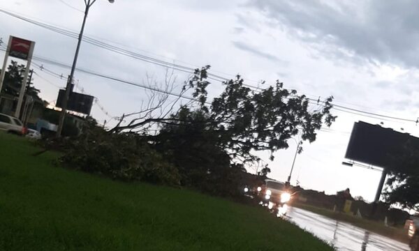 Temporal deja árboles caídos y cables sueltos
