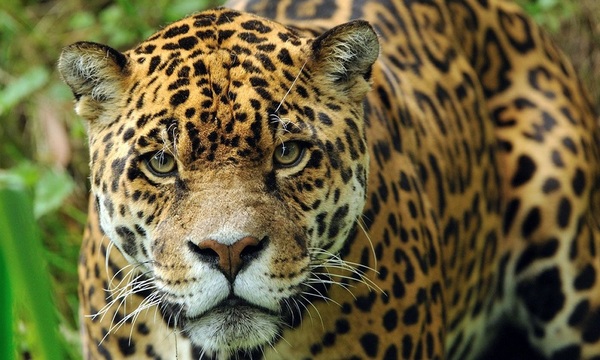 Conociendo el Jaguareté | Telefuturo