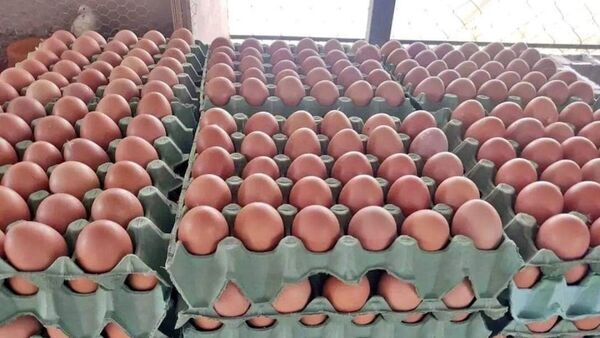 Huevos: ¿Porqué aumenta el precio, cuánto se produce y cuánto se consume en Paraguay?