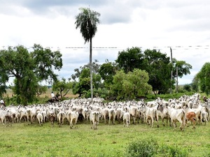 La ganadería en Paraguay tuvo un excelente febrero - La Tribuna