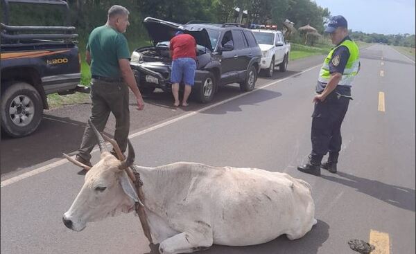 CHOQUE DE VEHÍCULO CONTRA UN ANIMAL EN ÑUMI