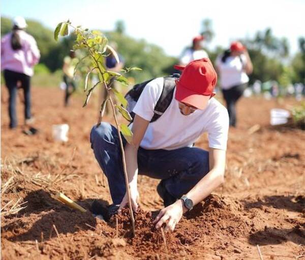 Campaña Paraguay planta: Buscan voluntarios que quieran reforestar su comunidad