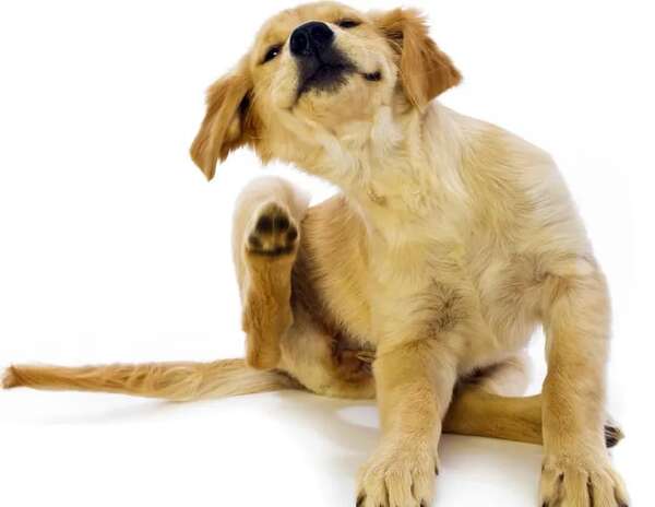 Mascotas: ¿Cómo tratar la dermatitis? - Mascotas - ABC Color