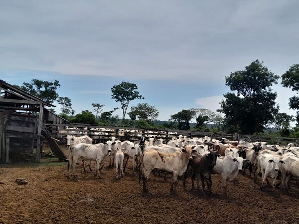 Intentaron llevar 300 ganados vacunos, pero fallaron los transportistas