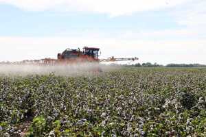 El Algodón paraguayo refleja un crecimiento sostenido: 37,410 toneladas en el 2023