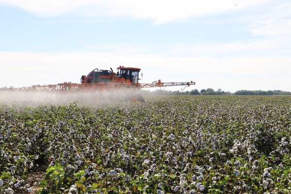 El Algodón paraguayo refleja un crecimiento sostenido: 37,410 toneladas en el 2023